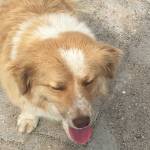 Flushnesna Profile Picture