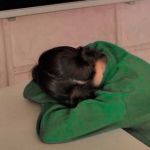 asel karaman Profile Picture