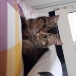 Elanur Ercan Profile Picture